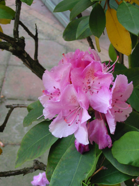 Rhododendron Oreodoxa